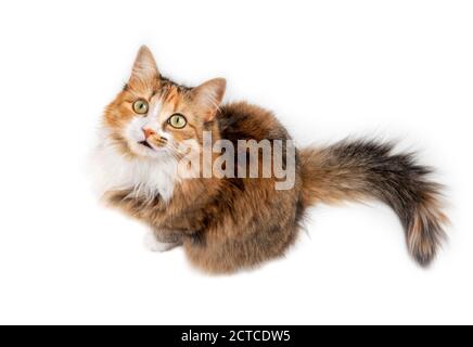 Vista dall'alto del gatto dei capelli lunghi che guarda in alto mentre si siede. Attenzione stare / abbagliare qualcosa. gatto femminile multicolore di 1 anno con pelliccia super soffice. CAL Foto Stock