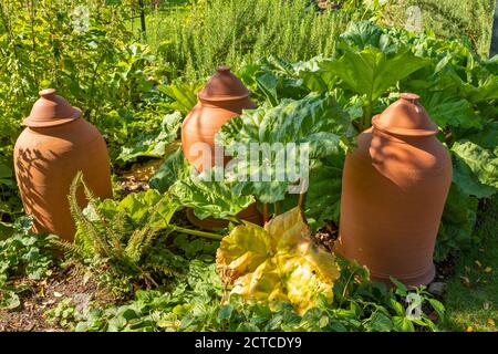 OXFORD CITTÀ INGHILTERRA GIARDINI BOTANICI IN TERRACOTTA RABARBARO FORCER PENTOLE IN UN LETTO DI PIANTE DI RABARBARO Foto Stock