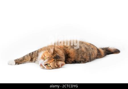 Multicolore capelli lunghi gatto teso fuori. Corpo pieno di kitty rilassato, sdraiato lateralmente con pancia-up. Segni sui volti bianchi e arancioni. Foto Stock