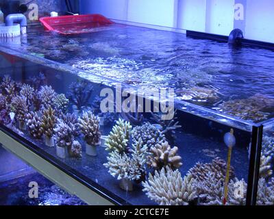Coralli di pietra (scleractinia) in vendita in negozio di acquario Foto Stock