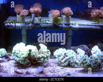 Coralli di pietra (scleractinia) in vendita in negozio di acquario Foto Stock