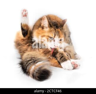 Gatto isolato che si lecca in posizione seduta con la lingua fuori. Vista frontale del gatto che cura una zampa con una gamba posteriore verso l'alto. 1 anno femmina arancione/bianco Foto Stock