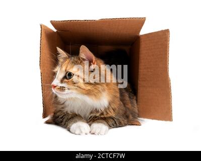 Cat in scatola di cartone. Vista frontale del gatto soffice che giace con tutto il corpo all'interno della scatola. 1 anno femmina capelli lunghi calico o gatto di torbie. Foto Stock