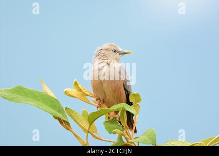 Bird Chestnut coda di stelle sulla cima dell'albero Foto Stock