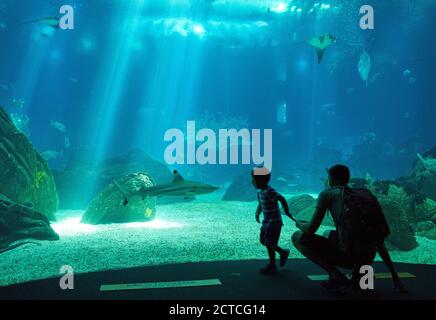 Lisbona, Lissabon, Portogallo, 16 agosto 2020. I turisti visitano l'acquario Oceanium. © Peter Schatz / Alamy foto d'archivio Foto Stock
