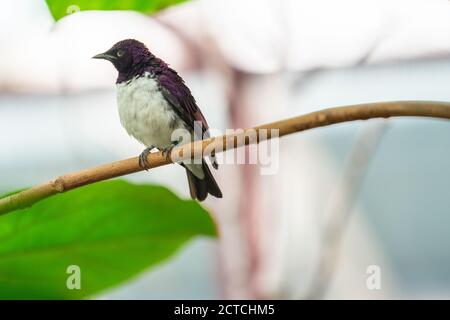 Lo Starling a sfondo violetto, Cinnyricinclusis leucogaster, noto anche come ametista o ametista ambrata color prugna Foto Stock