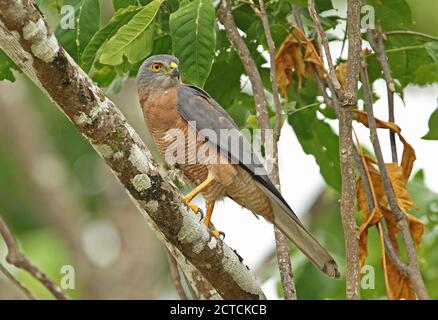 Christmas Island Goshawk (Accipiter fasciatus natalis) adult perched on branch  Christmas Island, Australia             July Stock Photo