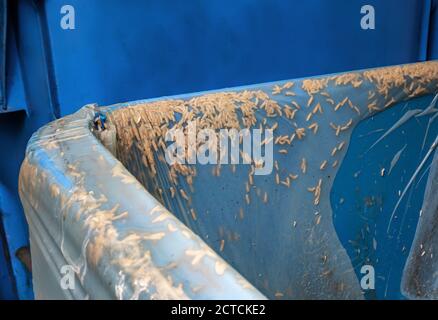 Infestazione di maggots. Larve di mosca striscianti e in movimento nel contenitore del composto, sostanze organiche o bidone verde. Bloccato sotto un sacchetto ecologico. Garbag Foto Stock