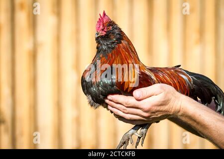 Bantam Thuringian Bareded Chicken Rooster (Thüringer Zwerg-Barthhuhn), una razza di pollo tedesca Foto Stock