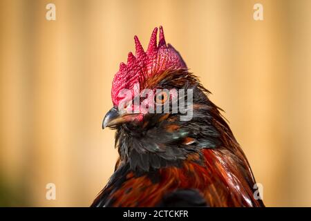 Bantam Thuringian Bareded Chicken Rooster (Thüringer Zwerg-Barthhuhn), una razza di pollo tedesca Foto Stock