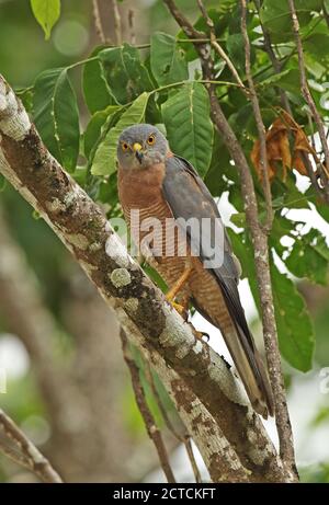 Christmas Island Goshawk (Accipiter fasciatus natalis) adult perched on branch  Christmas Island, Australia             July Stock Photo