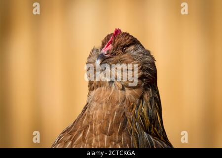 Bantam Thuringian Bearded Chicken (Thüringer Zwerg-Barthuhn), una razza di pollo tedesca Foto Stock