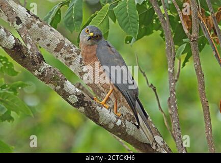 Christmas Island Goshawk (Accipiter fasciatus natalis) adult perched on branch  Christmas Island, Australia             July Stock Photo