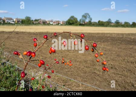 Bacche di biancospino su ramo giovane Foto Stock