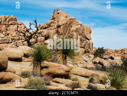 Life Among the Rocks, Beavertail Cactus nel Joshua Tree National Park, California Foto Stock