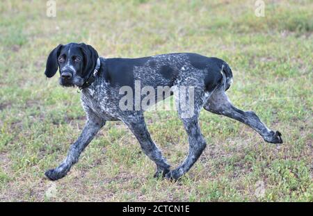 Puntatore con i capelli rossi tedesco o Drahthaar (Deutsch Drahthaar, Deutscher Drahthaariger Vorstehhund) sulla passeggiata Foto Stock