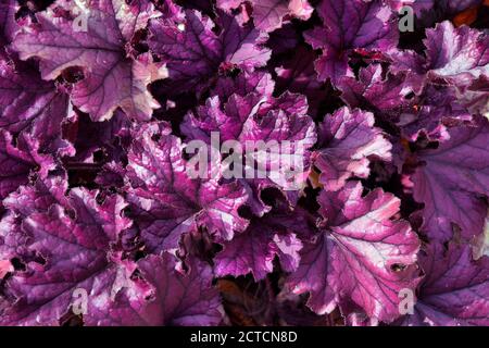 Foglie viola di piante perenni ornamentali sempreverde erbacee ibride Heuchera (Heuchera x hybrida 'Forever Purple') della famiglia Saxifragaceae. C Foto Stock