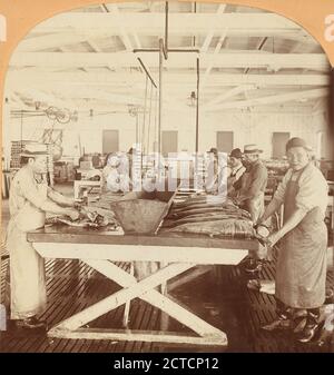 Salmone macellante, all'interno di uno stabilimento di inscatolamento, Astoria, Oregon, Stati Uniti, Keystone View Company, Oregon Foto Stock