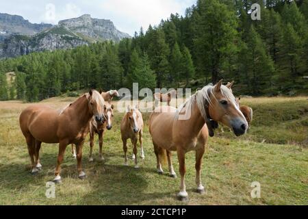 Mandria di cavalli liberi, alcuni con campane, in paesaggio alpino Foto Stock