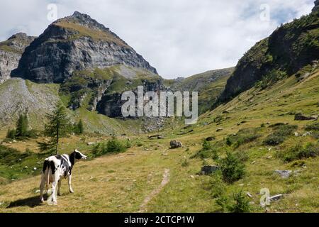 Holstein Frisian mucca da latte, da sola e persa nel paesaggio alpino Foto Stock