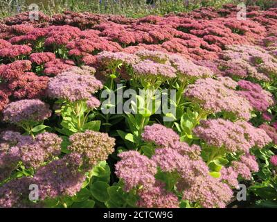 Un letto stock nel vivaio di Waterperry Gardens mostra una colorata mostra di sedumi Autumn Joy, Makinoi Matrona & Spectabile Meteor Foto Stock