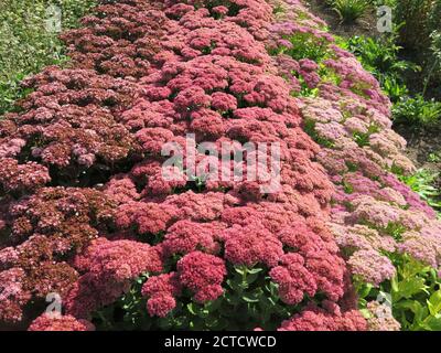 Un letto stock nel vivaio di Waterperry Gardens mostra una colorata mostra di sedumi Autumn Joy, Makinoi Matrona & Spectabile Meteor Foto Stock