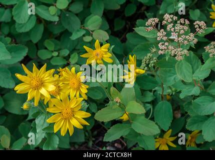 Fioritura Angelita Daisy pianta Foto Stock