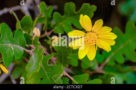 Fioritura Angelita Daisy pianta Foto Stock