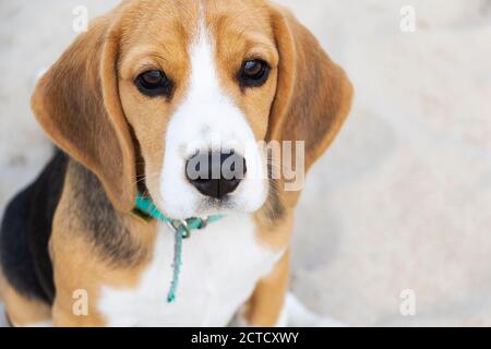 Piccolo cucciolo tricolore carino Beagle, aspetto triste. Foto Stock