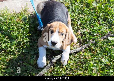 Piccolo cucciolo tricolore carino Beagle, aspetto triste. Foto Stock