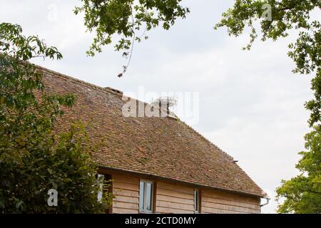 Knepp Estate - progetto di riavvizzimento, abitazioni in vivo sulla tenuta Foto Stock