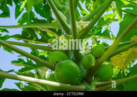 Guardando in su in UN albero di Papaya Foto Stock