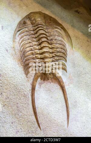 Fossile della trilobite (Paraceraurus exsul). Le trilobiti sono un gruppo di aracnomorfi marini estinti. Foto Stock