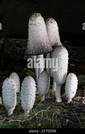 Shaggy gruppo di tappi a inchiostro con corpi fruttanti freschi e decomponibili. Foto Stock