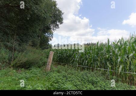 Un campo agricolo nei pressi di Groesbeek, Paesi Bassi Foto Stock