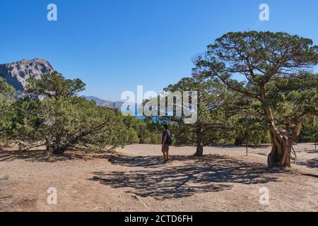 Costa del Mar Nero, penisola di Crimea. L'uomo anziano asiatico con uno zaino prende un selfie in una radura tra alberi di conifere. Foto Stock