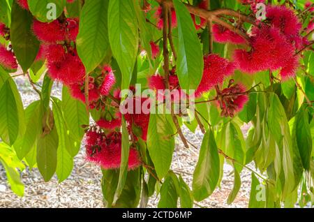 Fiore di Otaheite su albero Foto Stock