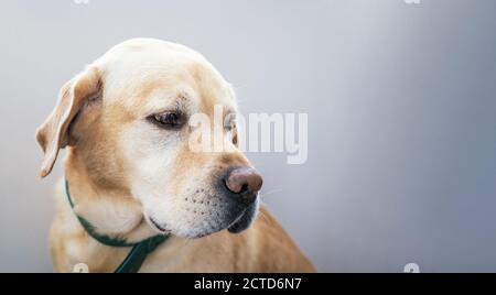 Il triste Labrador bianco guarda di lato. Foto Stock