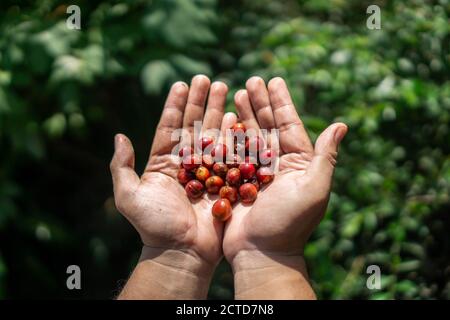 Le ciliegie di caffè, comunemente chiamate Ciliegie di caffè, sono piccoli frutti arrotondati circa la dimensione delle uve che crescono in grappoli lungo i rami del cof Foto Stock