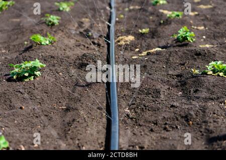 Sistema di irrigazione, tubo di irrigazione rilascia getti d'acqua a piante e letti Foto Stock