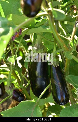 Melanzane violette lunghe e mature che crescono sul cespuglio Foto Stock