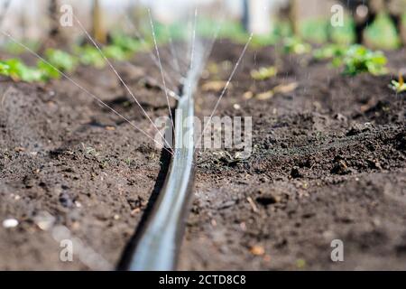 Sistema di irrigazione, tubo di irrigazione rilascia getti d'acqua a piante e letti Foto Stock