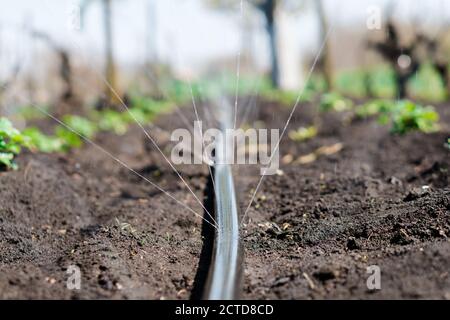 Sistema di irrigazione, tubo di irrigazione rilascia getti d'acqua a piante e letti Foto Stock