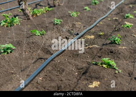 Sistema di irrigazione, tubo di irrigazione rilascia getti d'acqua a piante e letti Foto Stock