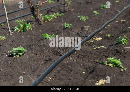 Sistema di irrigazione, tubo di irrigazione rilascia getti d'acqua a piante e letti Foto Stock