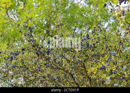 Progetto di riavvizzimento della tenuta di Knepp - scrub e siepi naturali Foto Stock