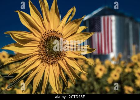 Girasoli in autunno, USA Foto Stock