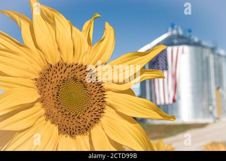 Girasoli in autunno, USA Foto Stock