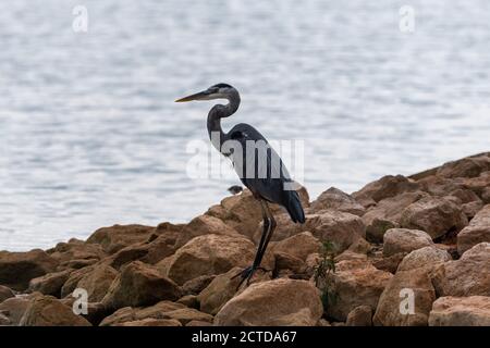 Un grande airone blu che si affaccia sulle acque calme di un lago mentre si trova sulle grandi rocce sulla riva. Foto Stock