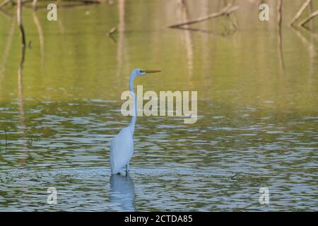 Un grande Egret bianco che guada in una zona poco profonda di acqua sotto l'ombra di un albero sulla vicina costa. Foto Stock